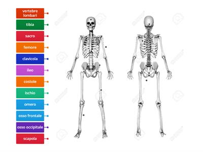 etichette sistema scheletrico