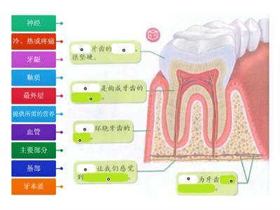 Y3 SC - 第三课 人类（牙齿的构造）