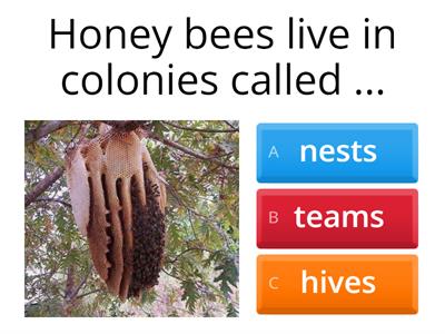 Quizzzz on Bees