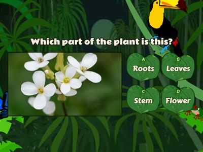 Parts of the plant