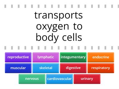C01. Integ. Body - Organ System 2