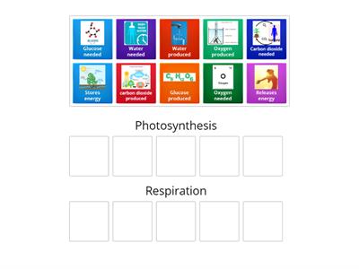 B8 & B9 Photosynthesis vs Respiration