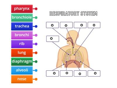 respiratory system 