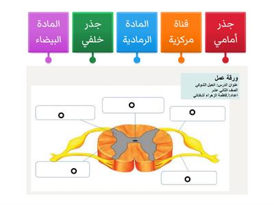 الحبل الشوكي