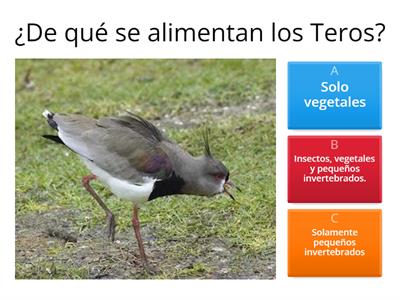 Los pájaros Teros 2do