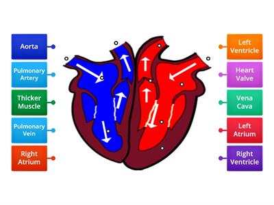 Heart Diagram