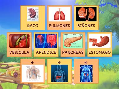 ORGANOS DEL CUERPO HUMANO