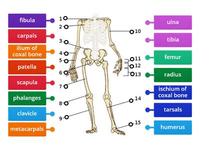 Appendicular Skeleton (Anterior View) 2022