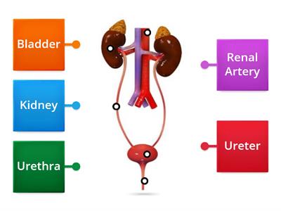 Excretory system in Human Beings