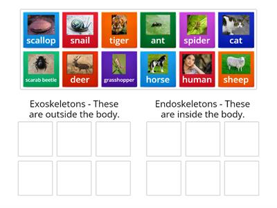 Exoskeleton or endoskeleton? Year 3