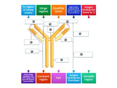 Antibody structure