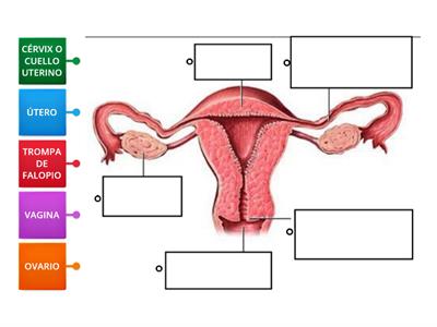 6°B - ÓRGANOS INTERNOS DEL SISTEMA REPRODUCTOR FEMENINO