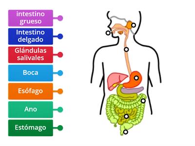  Sistema Digestivo 2do grado