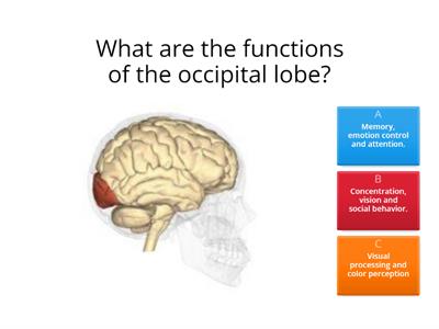 CORTICAL FUNCTIONS OF THE CEREBRAL LOBES