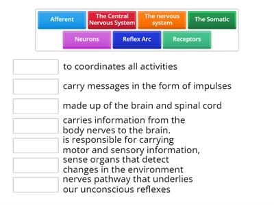 The Nervous System