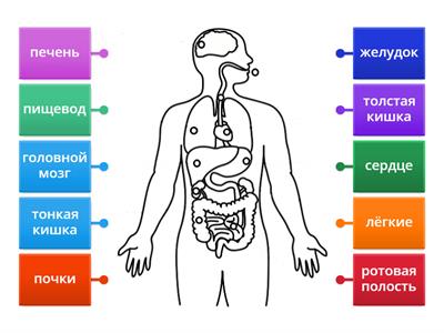 Пищеварительная система