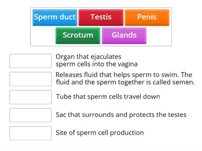 Male Reproductive System Structure and Functions