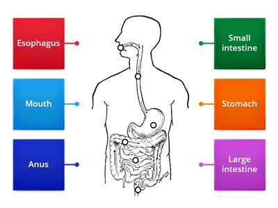  Label parts of the digestive system -Starter