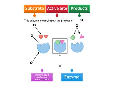 Enzyme Review