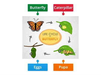 Life cycle of a butterfly 