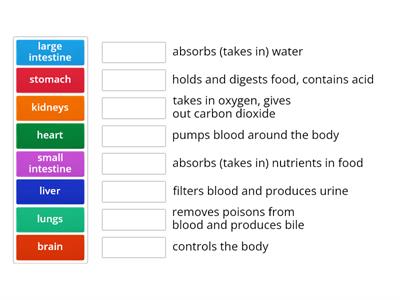 Major organs of the body