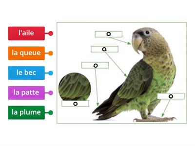 Complétez les parties du corps de l'oiseau.