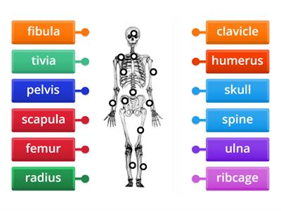 bones/ huesos