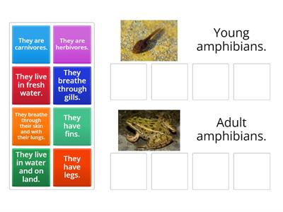 Young amphibians or Adult amphibians.