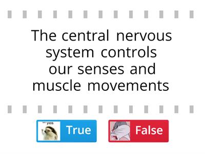 The nervous system 
