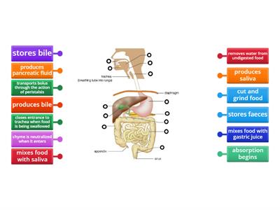 Functions of the parts of the Human Digestive System