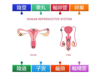 翰林四下健康與體育 生殖器官