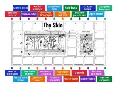 Cross Section of Skin with Appendages and Strata