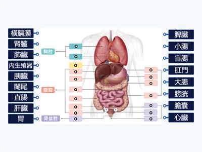 翰林國中健體1上－人體內部構造－器官篇