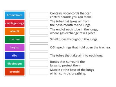 Structures of the Gas Exchange System