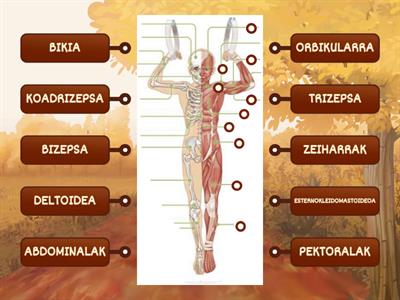 LOKOMOZIO APARATUA - GIHARRAK-