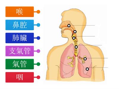 人體的吸呼系統