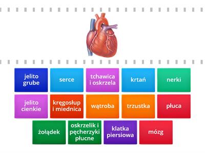 narządy i kości układów ciała człowieka