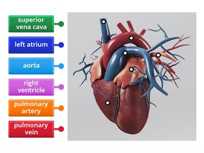 Label the organs of the Heart