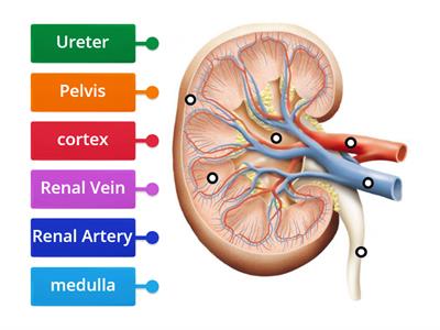 Kidney