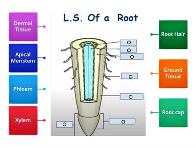 LS of a root