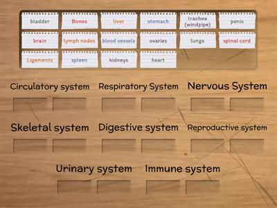 Systems and organs (intermediate)