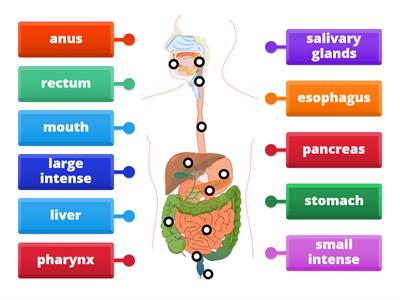 human digestive system