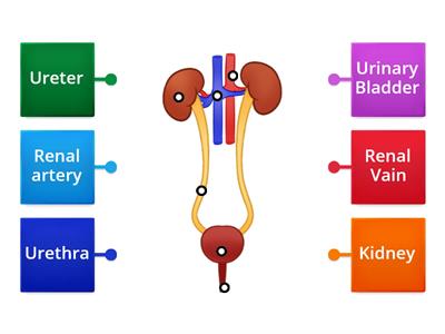 Life Process-Human Excretary System-From-Arunkumar M Jewaragi-CBHS-Shahapur