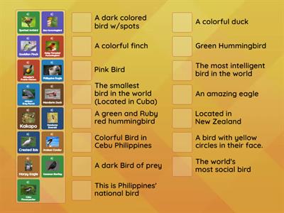 Birds - Match Types TLLSA school