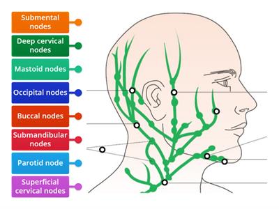Lymph Nodes in The Head and Neck