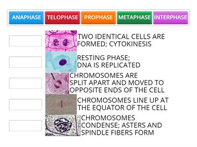 MITOSIS