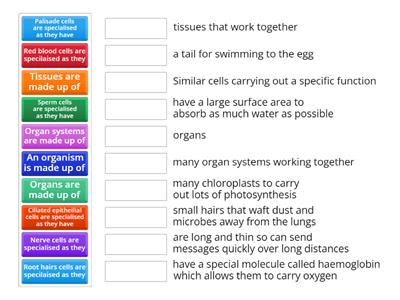 Year 7 Cells (2 Specialised cells)