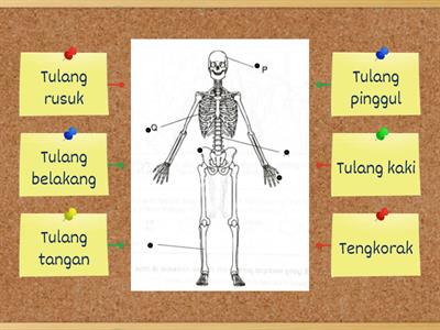 Sistem Rangka Manusia 