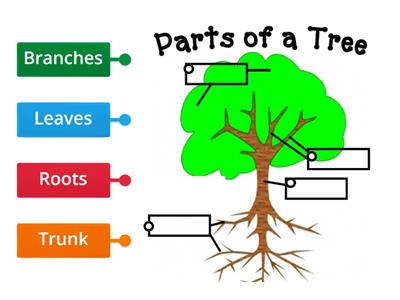 Discover grade 3 (Parts of a Tree) 