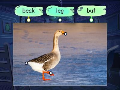 gooses labels